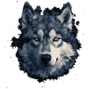 Husky Dog