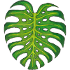 Monstera / Leaf