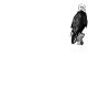 Bald eagle black and white