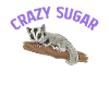 Short-headed glider Sugar Glider