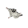 Short-headed glider Sugar Glider
