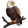 Weißkopfseeadler Adler Geschenk