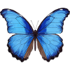 Blue Morpho Butterfly