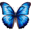 Blue Morpho Butterfly