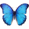 Blue Morpho Butterfly