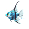 Blue scalar fish