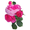 Pink ROSE