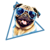 Mopshund mit Sonnenbrille