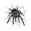 Black tarantula