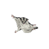 Short-headed glider Sugar Glider