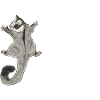 Kurzkopfgleitbeutler Sugar Glider