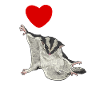 Kurzkopfgleitbeutler Sugar Glider