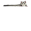 Short-headed glider Sugar Glider