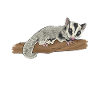 Short-headed glider Sugar Glider