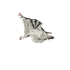 Short-headed glider Sugar Glider