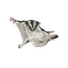 Short-headed glider Sugar Glider