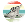 Kurzkopfgleitbeutler Sugar Glider