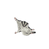 Short-headed glider Sugar Glider