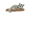 Kurzkopfgleitbeutler Sugar Glider