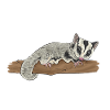 Short-headed glider Sugar Glider