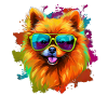 Zwergspitz Hund Hunderasse Pomeranian