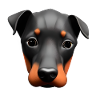 Dobermanntrainer Dobermann Hund Dobermannwelpe