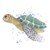Seaturtle