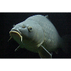la pêche carpe