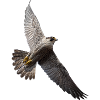 Peregrine falcon