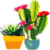 Cacti