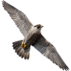 Peregrine falcon