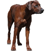 Rhodesian Ridgeback - Dog Motif