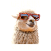 Alpakalivet er bedre med alpakaer, lama-alpakaer