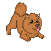 Chow Chow Hunderasse Hund Hunde
