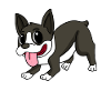 Boston Terrier Dog Races Chiens