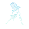 Walhai Whale Shark