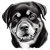 Beautiful Rottweiler