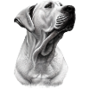 Fier blond labrador