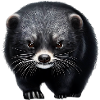 Intriguing Binturong