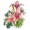 Pink lily
