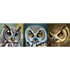 Owls
