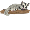 Short-headed glider Sugar Glider