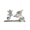 Short-headed glider Sugar Glider