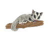 Short-headed glider Sugar Glider