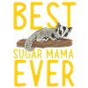 Short-headed glider Sugar Glider