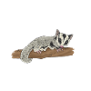 Short-headed glider Sugar Glider