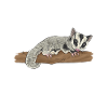 Short-headed glider Sugar Glider