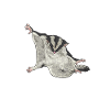 Short-headed glider Sugar Glider