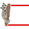 Short-headed glider Sugar Glider