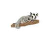 Short-headed glider Sugar Glider